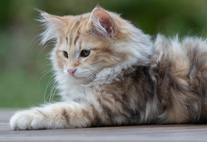 Archibald - 13 weeks old