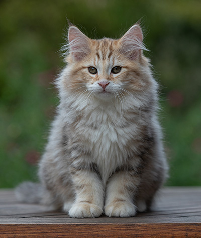 Archibald - 13 weeks old