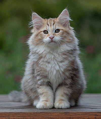 Archibald - 13 weeks old