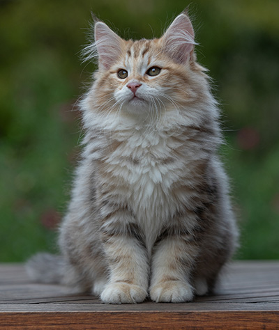 Archibald - 13 weeks old