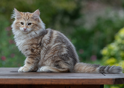 Archibald - 13 weeks old