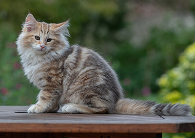 Archibald - 13 weeks old