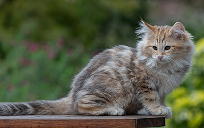 Archibald - 13 weeks old