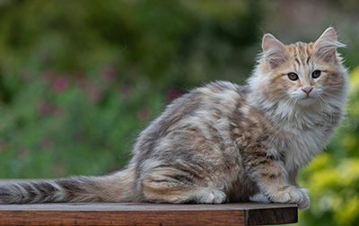 Archibald - 13 weeks old