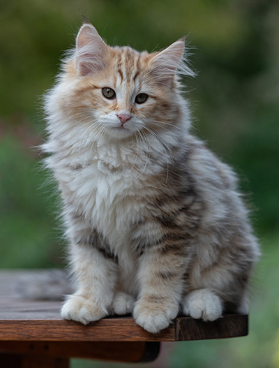 Archibald - 13 weeks old