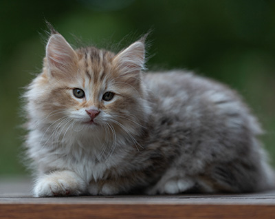 Archibald - 9 semaines