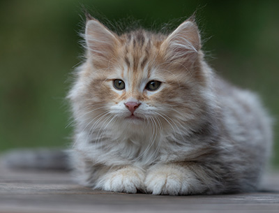 Archibald - 9 semaines