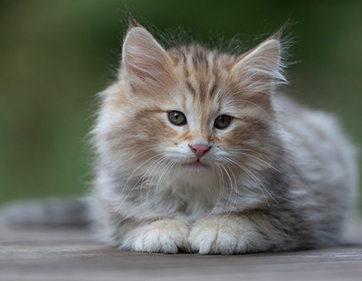 Archibald - 9 semaines