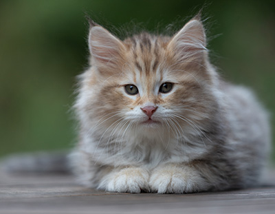 Archibald - 9 semaines