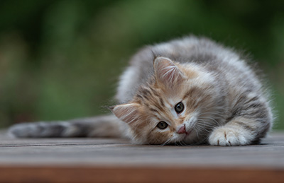 Archibald - 9 semaines