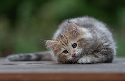 Archibald - 9 semaines