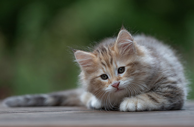 Archibald - 9 semaines