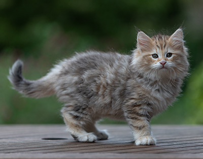 Archibald - 9 semaines