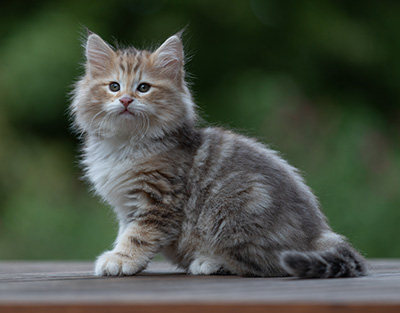 Archibald - 9 semaines