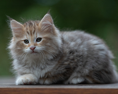 Archibald - 9 semaines