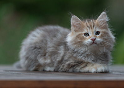 Archibald - 9 semaines