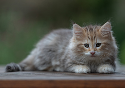 Archibald - 9 semaines