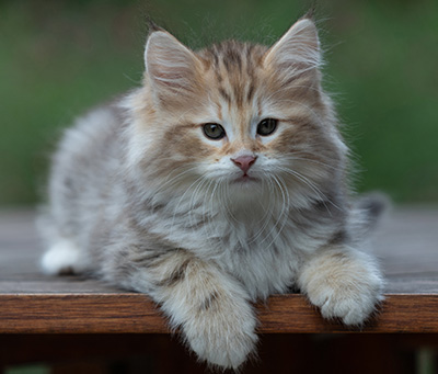 Archibald - 9 semaines