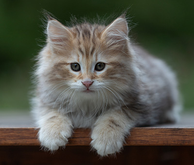 Archibald - 9 semaines