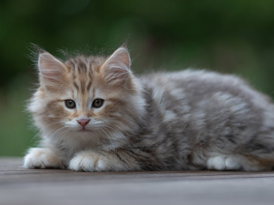 Archibald - 9 semaines