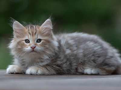 Archibald - 9 semaines