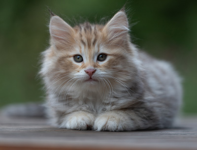 Archibald - 9 semaines