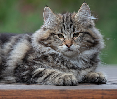 Arnold - 13 weeks old