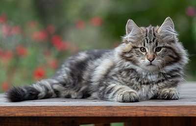 Arnold - 13 weeks old