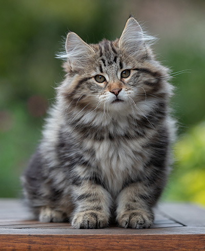 Arnold - 13 weeks old