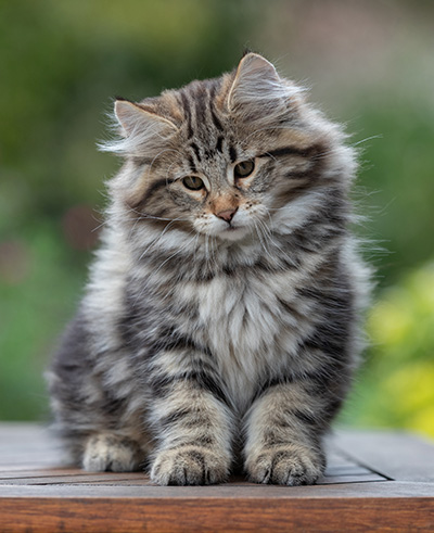 Arnold - 13 weeks old