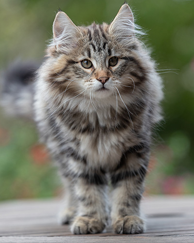 Arnold - 13 weeks old