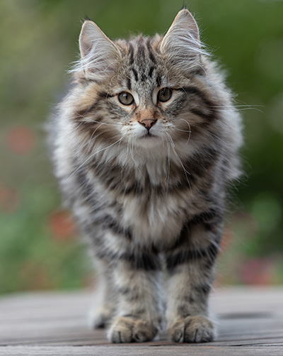 Arnold - 13 weeks old