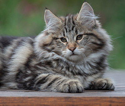 Arnold - 13 weeks old