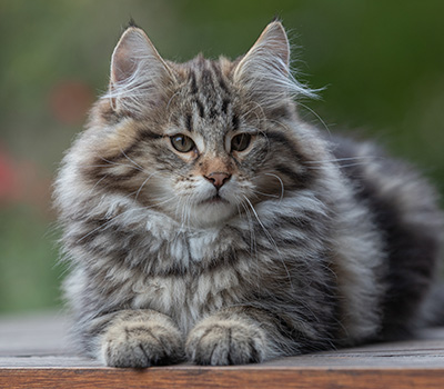 Arnold - 13 weeks old