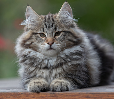 Arnold - 13 weeks old