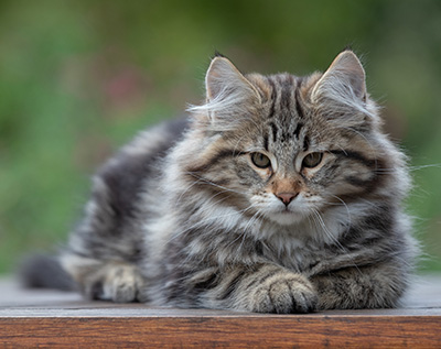 Arnold - 13 weeks old