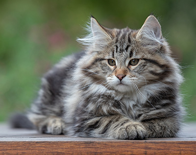 Arnold - 13 weeks old