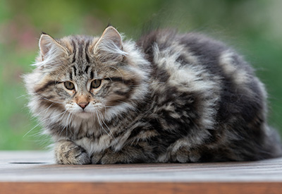 Arnold - 13 weeks old