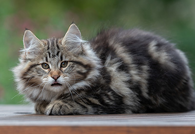 Arnold - 13 weeks old