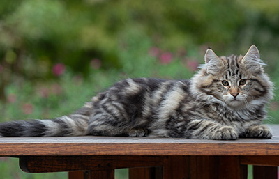 Arnold - 13 weeks old