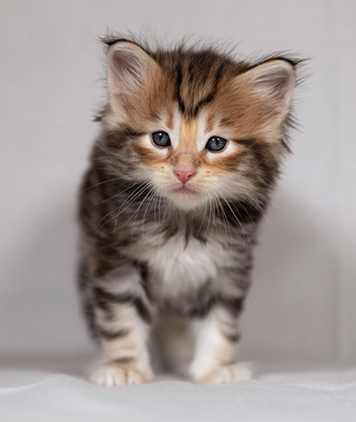 Bo-Evert - 4 weeks old