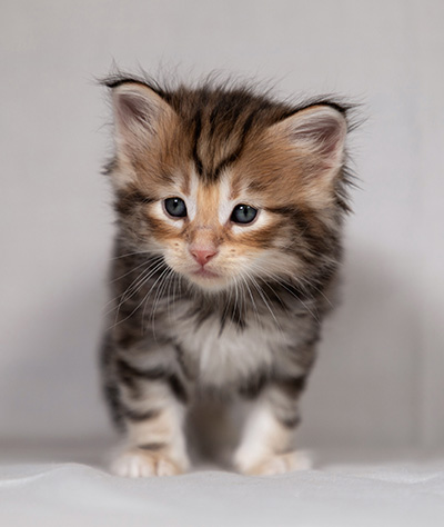 Bo-Evert - 4 weeks old