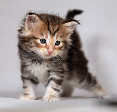 Bo-Evert - 4 weeks old