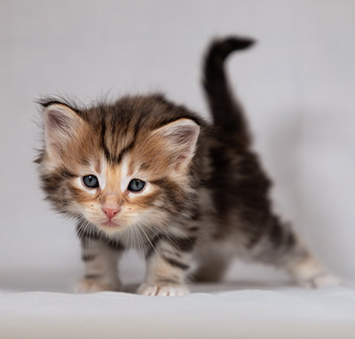 Bo-Evert - 4 weeks old