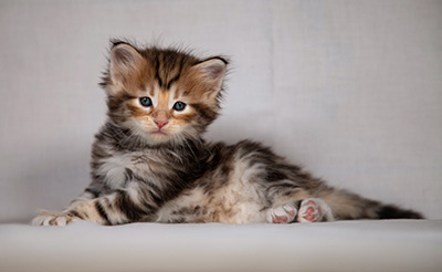Bo-Evert - 4 weeks old