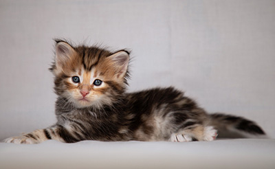 Bo-Evert - 4 weeks old