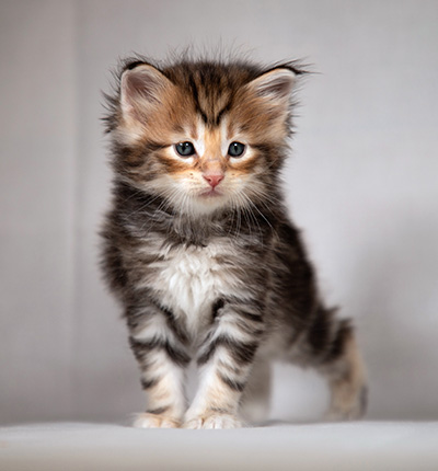 Bo-Evert - 4 weeks old