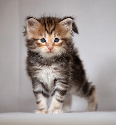 Bo-Evert - 4 weeks old