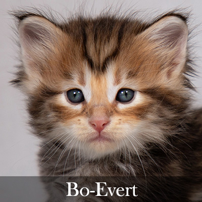 Bo-Evert