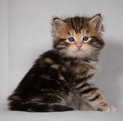 Bo-Goran - 4 weeks old